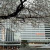 名古屋の桜は終わりかな