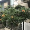 凌霄花