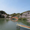 福岡県中間市埴生公園は桜が満開！