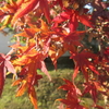 昨秋の延命寺の紅葉と日枝神社の赤べこ牛