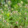 変わっているな「ニゲラ」の花穂