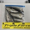 第5回あゆ放流実施