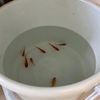 金魚