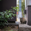 近隣繁華街のねこさん