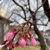 桜🌸蕾🌸開きかけ
