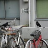 京都大学構内でカラスが暴れまわっておりました。