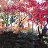 ２０２０年　京都の紅葉