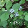 はてなの野草