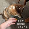 柴ちゃんと紅まどんな 今日の柴ちゃん300 毎日ご飯