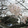 佐倉城趾公園の桜の開花情報♪（佐倉市城内町）