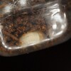 アクベシアヌスミヤマ　孵化確認