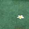 バリ2018_19_ヴィラの朝ごはん