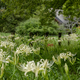 馬見丘陵公園の花たち　2026年9月中旬