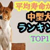 平均寿命が長い中型犬ランキング