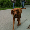 プラハの街中で出逢った石畳を散歩する犬のみなさんを紹介します