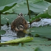 蒸々の一日　野鳥です。