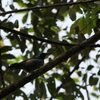 ルリガシラタイヨウチョウ(Blue-headed Sunbird)