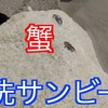 大洗サンビーチでカニが獲れた！