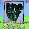 「佐久の季節便り」、「薩摩芋（さつまいも）」を、室内貯蔵で冬越し…。