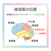 脳のお話　後頭葉の働き