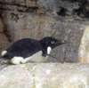 目的別おすすめペンギン動物園・水族館（首都圏版）