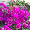 ＃最近の街中の花は色が鮮やかです。