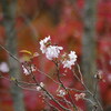 奥卯辰山の紅葉と桜