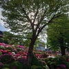 根津神社 ツツジの開花状況(2022年4月23日)