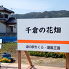 千倉の花畑（千葉県南房総市）