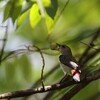 セアカハナドリ(Scarlet-backed Flowerpecker)♀の食事