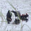 オオバンの家族の様子