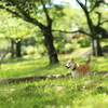 思いがけず紫陽花と猛暑日で木陰