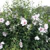 ムクゲの花のいろいろを楽しむ