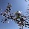 半袖、散り際の桜を見上げながら。