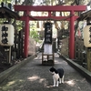 猫さんたちに癒されています🐱⛩