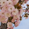 名残り桜・・・七ヶ宿ダム湖畔