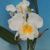 Cattleya mossiae  f.alba  'A&O'  