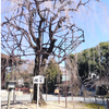 神秘的な美しさを堪能！魅惑の枝垂れ桜巡り🌸