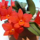 百花良蘭