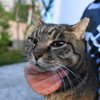 11月後半の #ねこ #cat #猫 その4