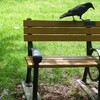カラスは綺麗好き。