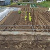 実家の畑で農作業