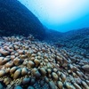 世界最大のサンゴ発見！