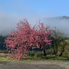 八重桜が満開に❣️