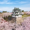 見頃の桜 