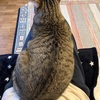 救急搬送のその後