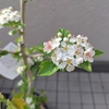 私が育てている植物をご紹介🌼（2025年5月）