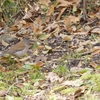 【野鳥】上ばっかり見ていると、足元の大事なものを見逃すぜ（シロハラ）