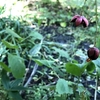 北大植物園　ふしぎな実 