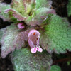 (306) Lamium purpureum